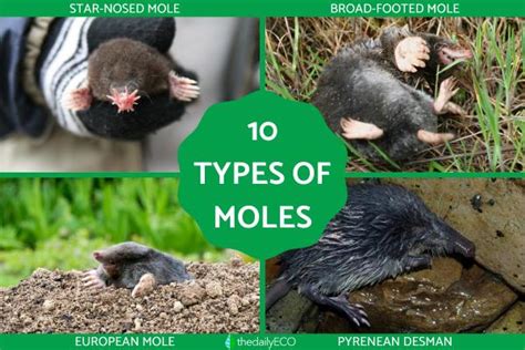 moles are similar to what animal